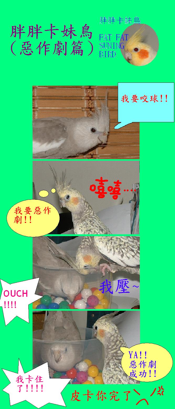 胖胖卡妹鳥(惡作劇篇)