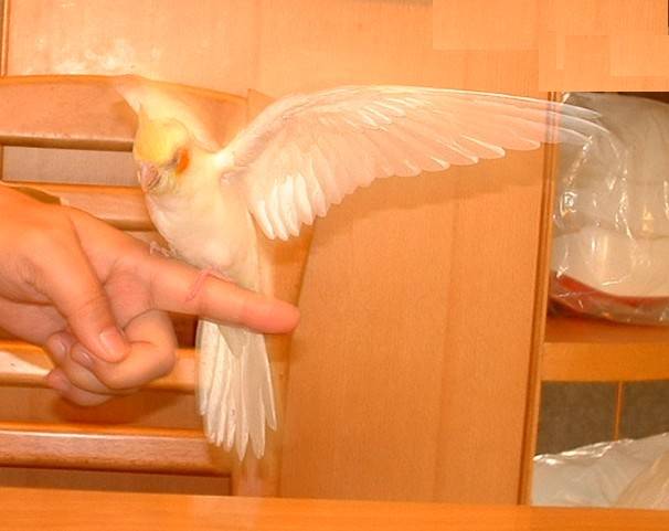 I  want  to  fly