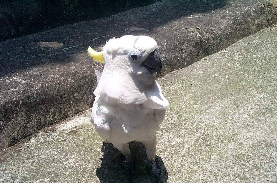大巴丹
