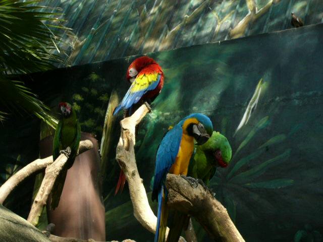 裕廊鳥園-金剛鸚鵡