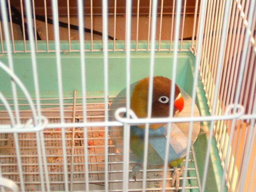 kerla