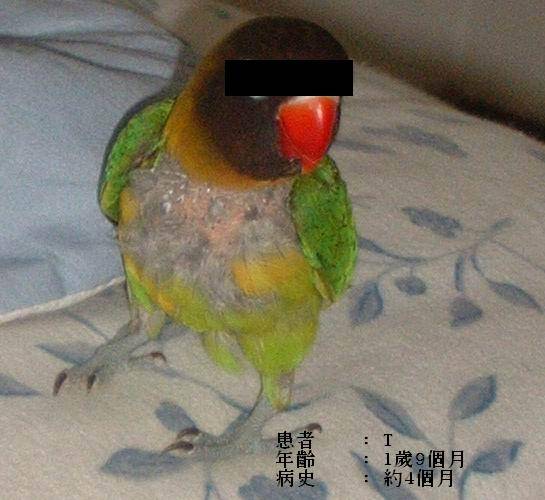 啄羽患者現身說法
