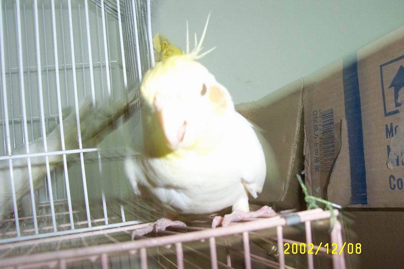 佛山無影鳥