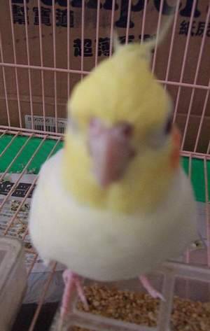 鳳梨大頭照