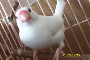 lulu