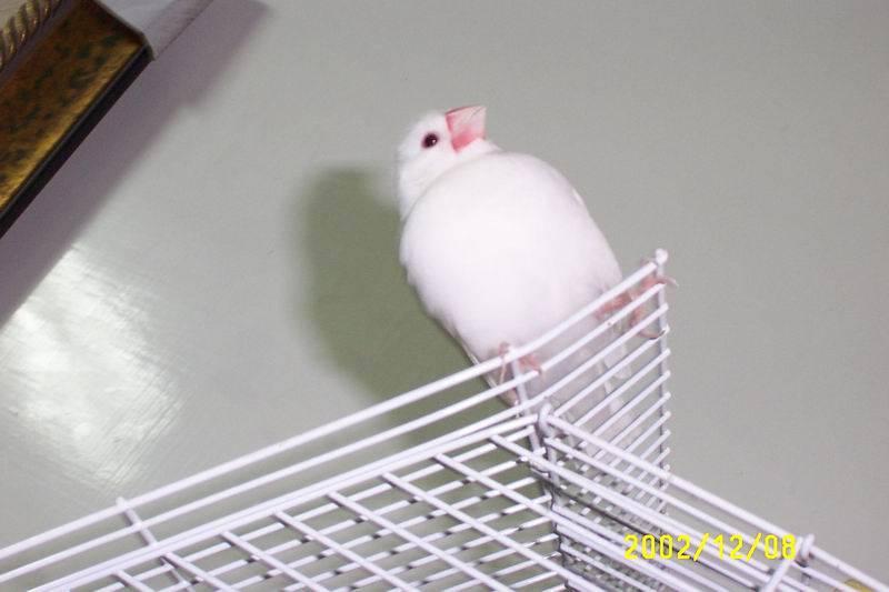 lulu