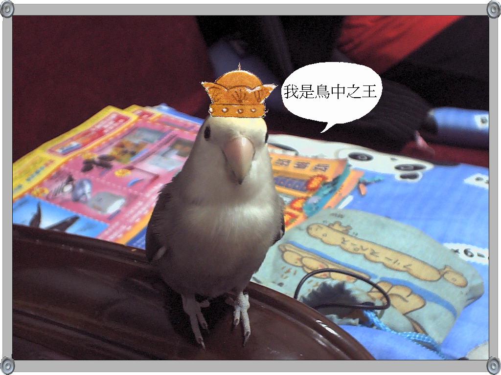 鳥王