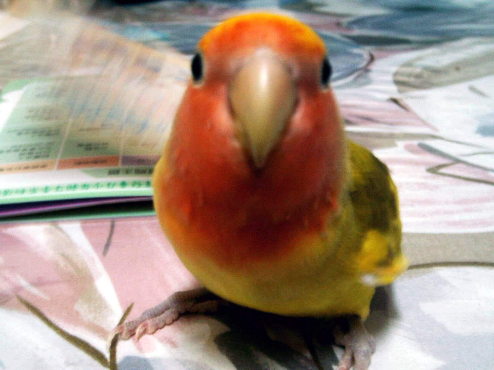 大頭鳥一枚...