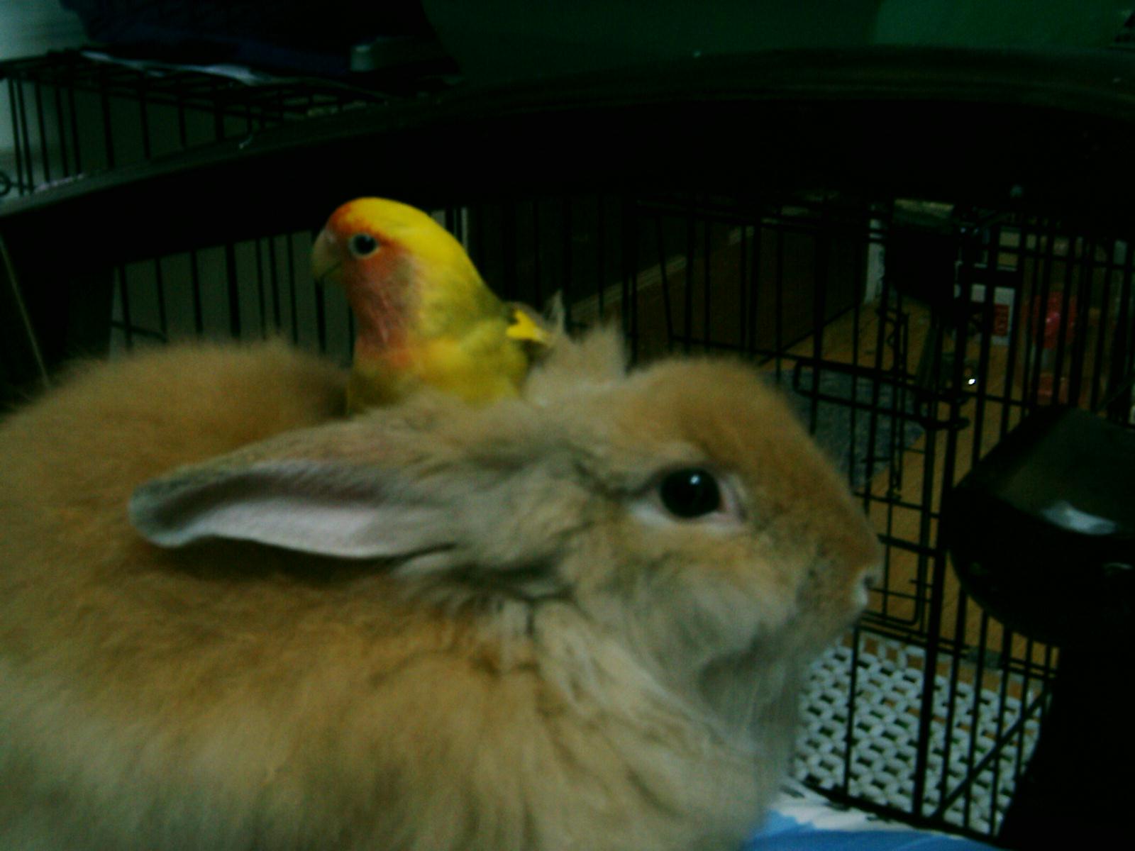 鳥兒與兔兒