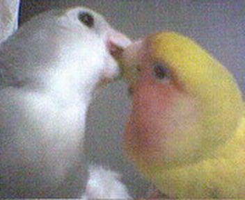 甜蜜kiss照