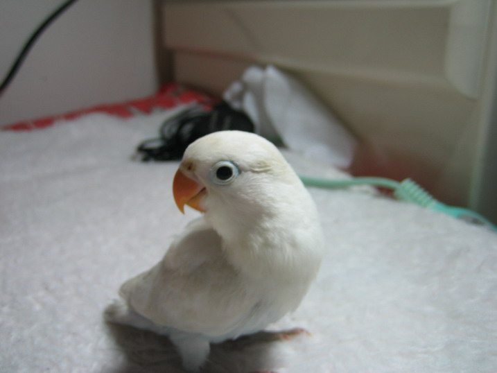 白色低小鸚..