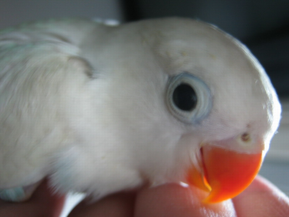 大頭鳥-小小白..