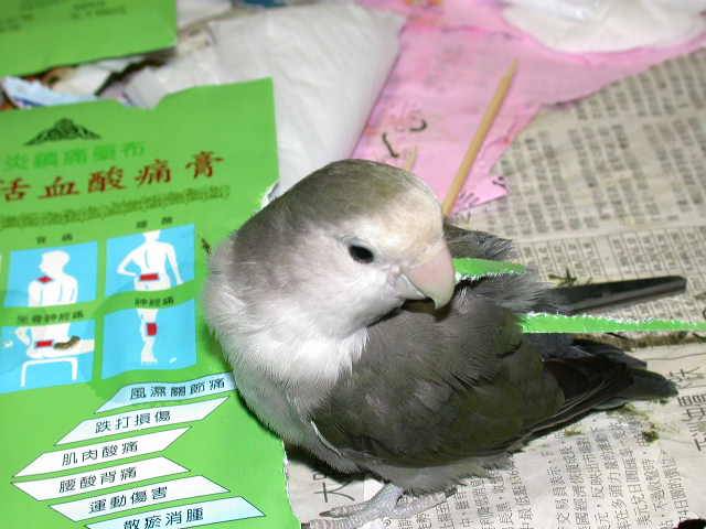 碎紙機