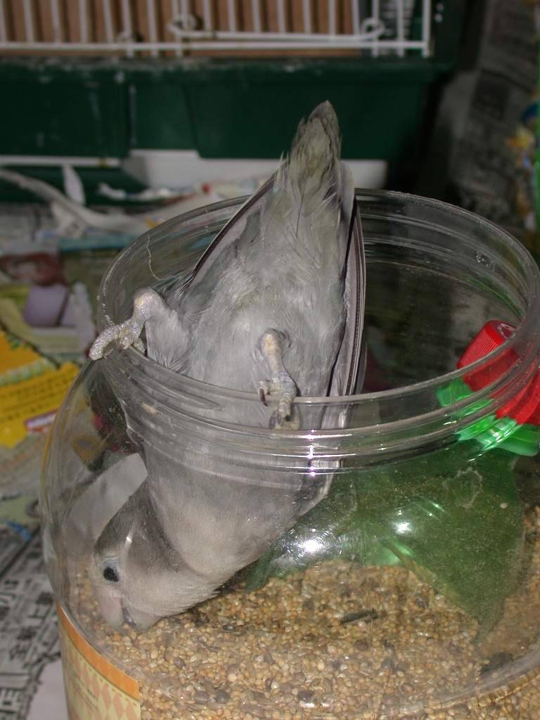發現大米倉!