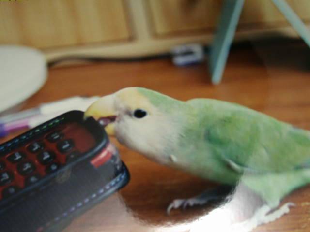 櫻櫻