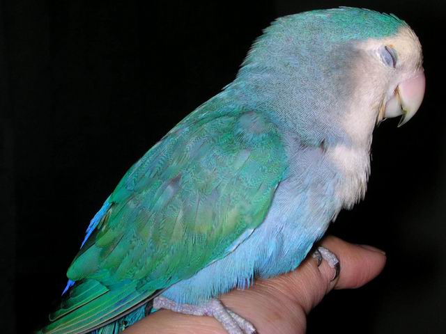 生病的fifi