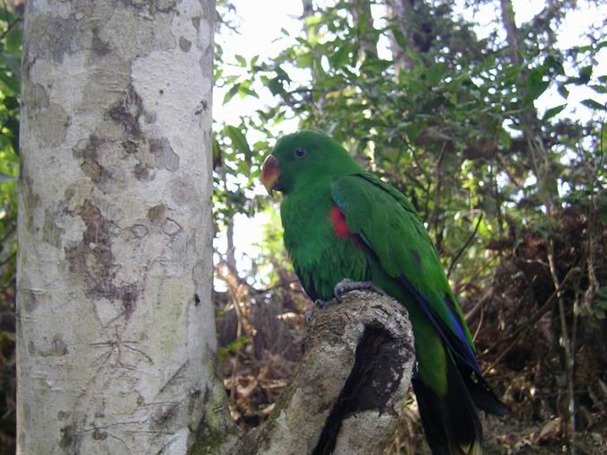 模仿綠斑鳩