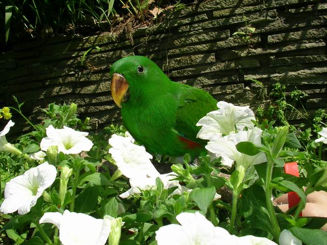 鳥比花嬌
