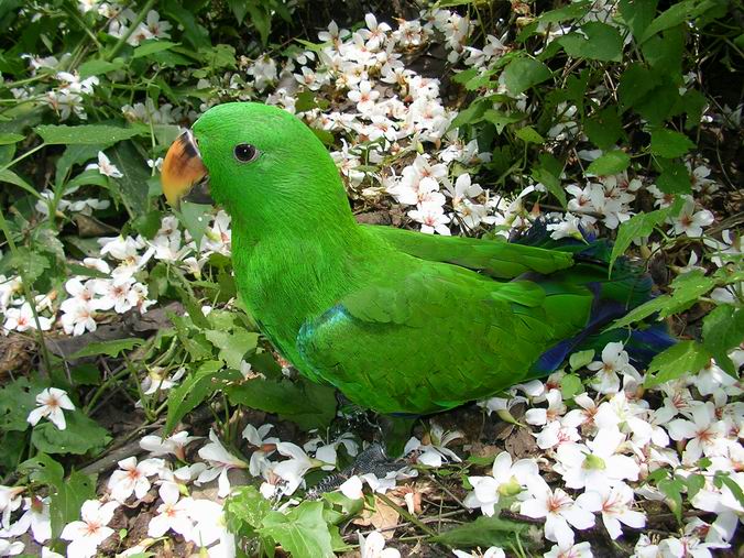 桐花地毯