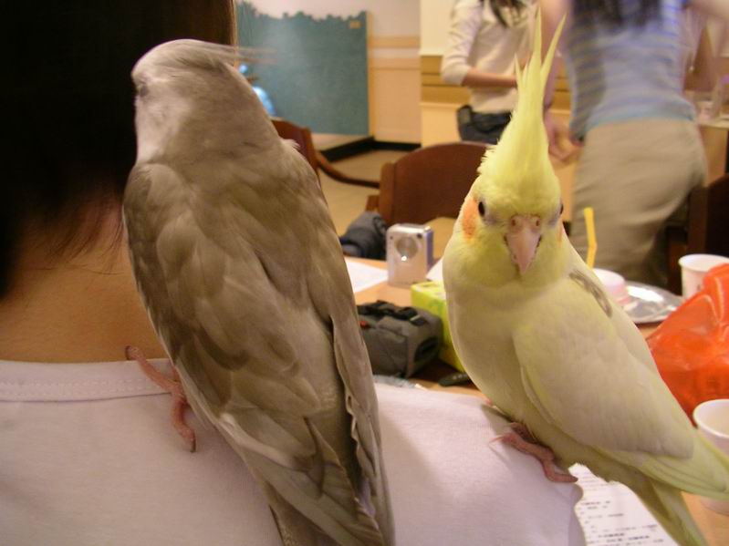 高雄鳥聚之小繫和小玉