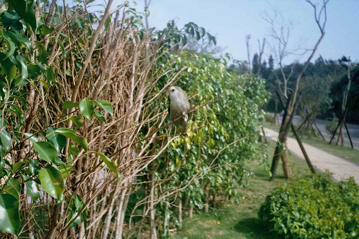 kiwi1221