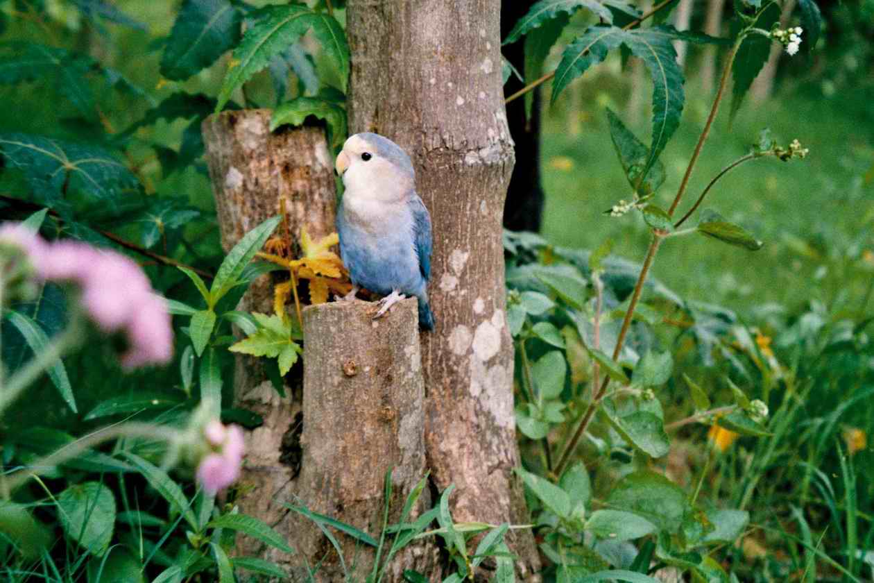 kiki小草小花小鳥