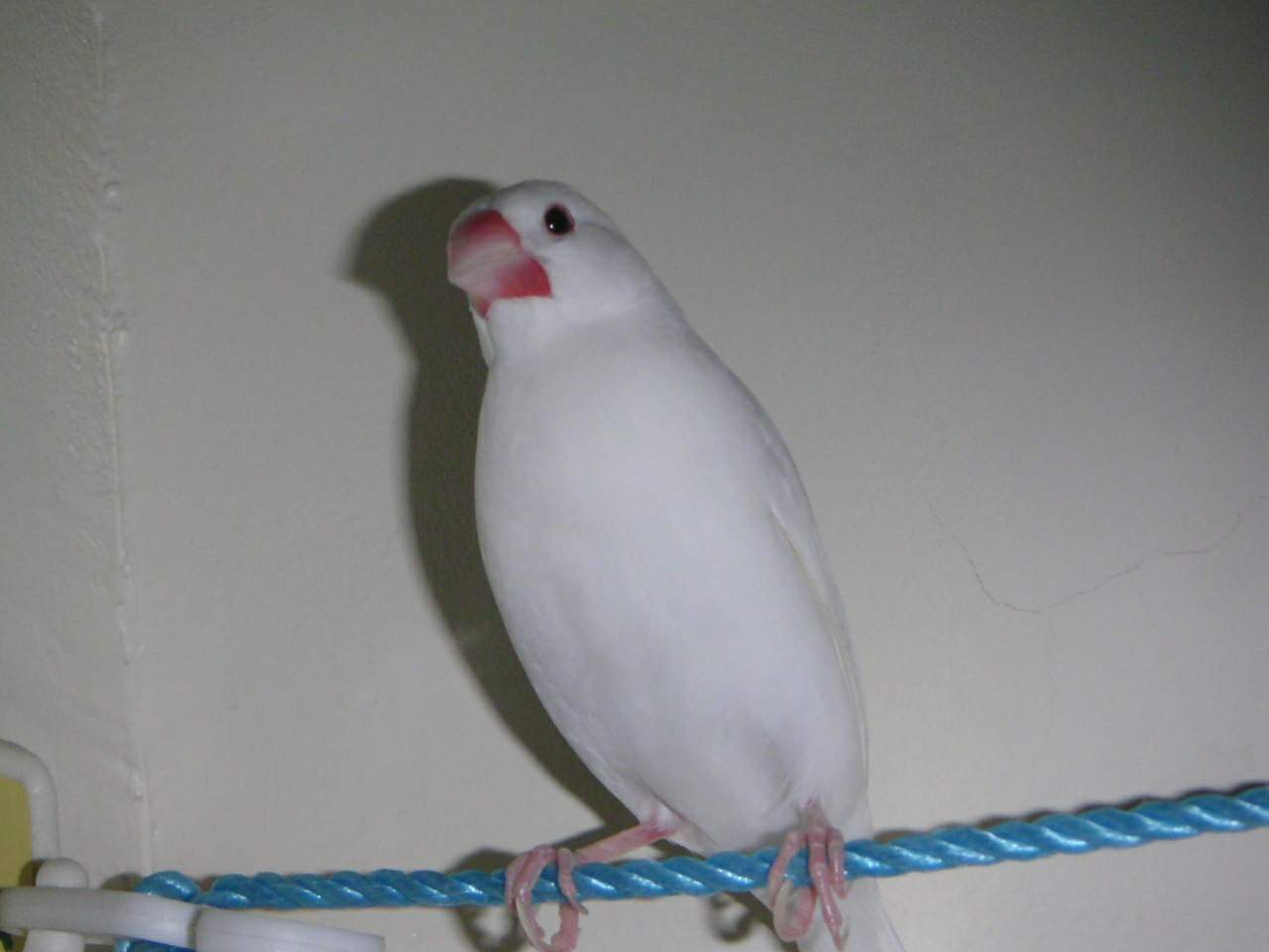 蹦蹦