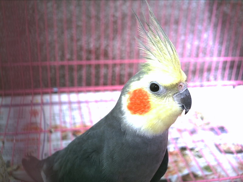 我家玄鳳