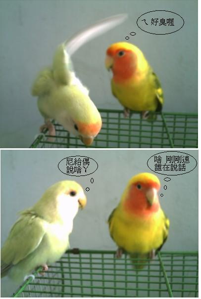 小鸚  臭臭篇