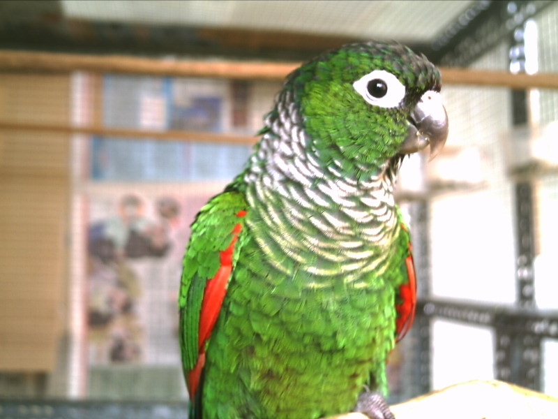 我家的帥鳥