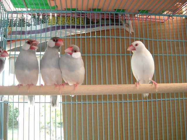 文鳥