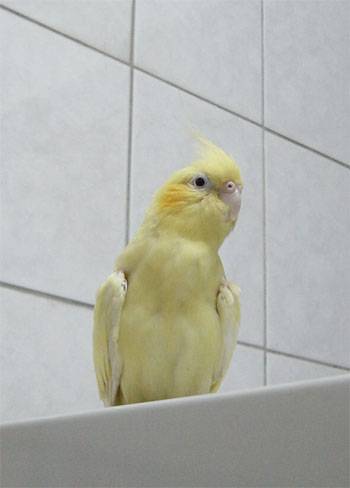 老了還愛裝可愛!