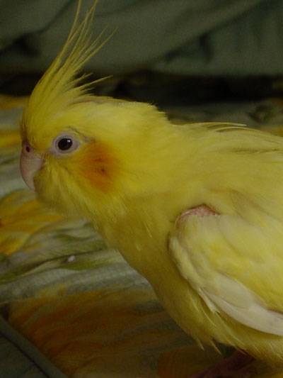 我是黃玄鳳