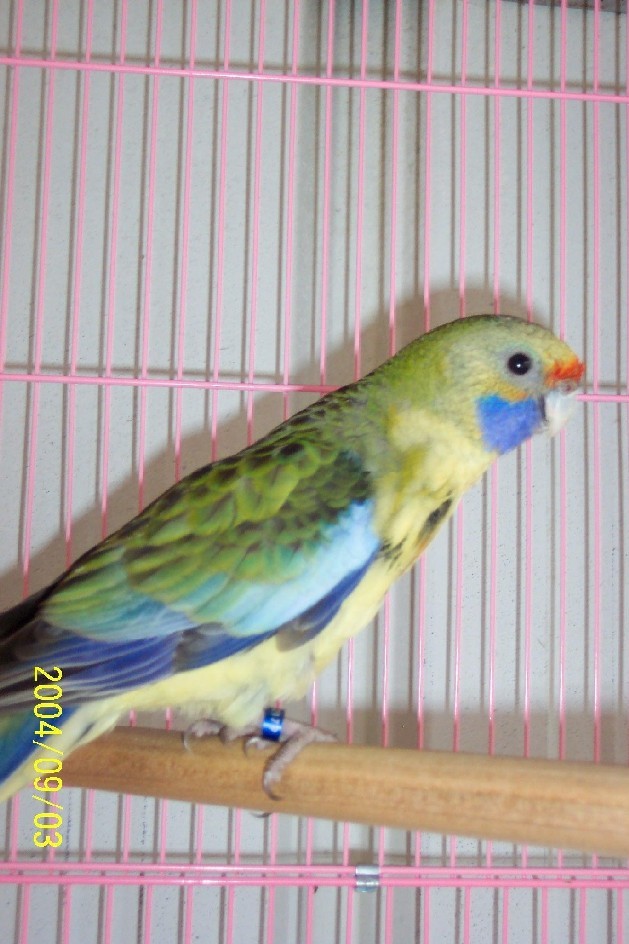 新進黃草中鳥