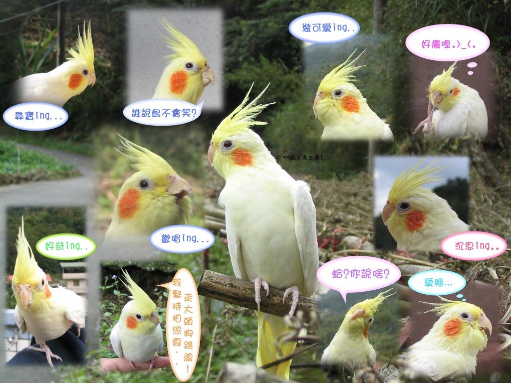lcylcy