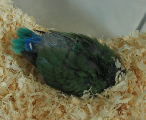 無頭鳥...
