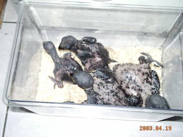 折衷鸚鵡