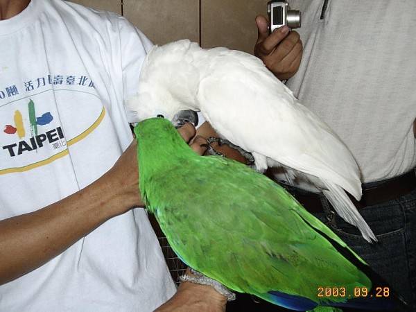 928高雄鳥聚