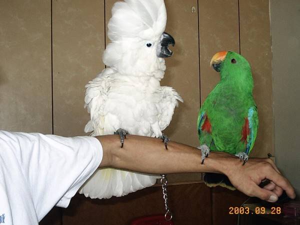 928高雄鳥聚