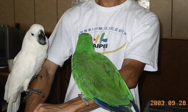 928高雄鳥聚