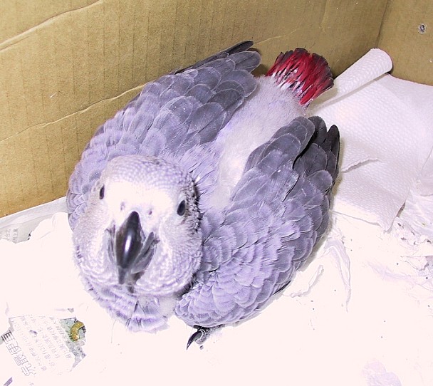 灰鸚幼鳥
