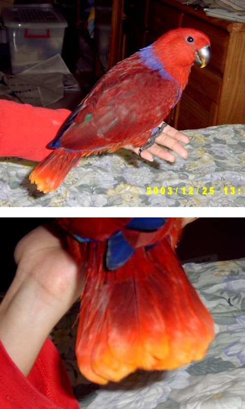 金尾折衷