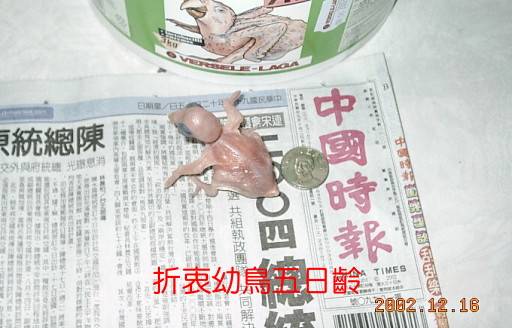 折衷幼鳥