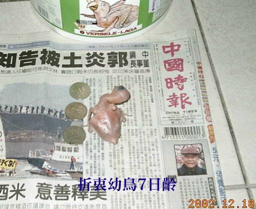 折衷幼鳥