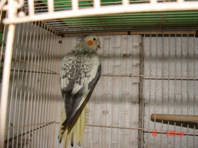 leechi
