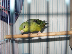 甘草色橫斑