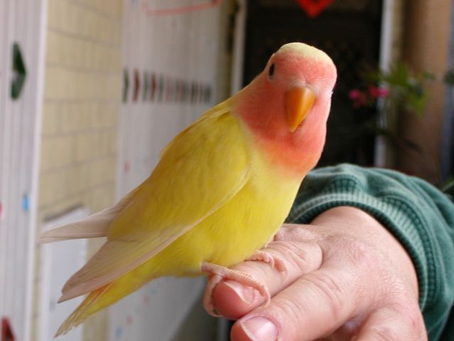 leepu