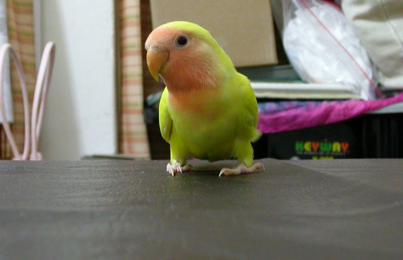 小P 長大了
