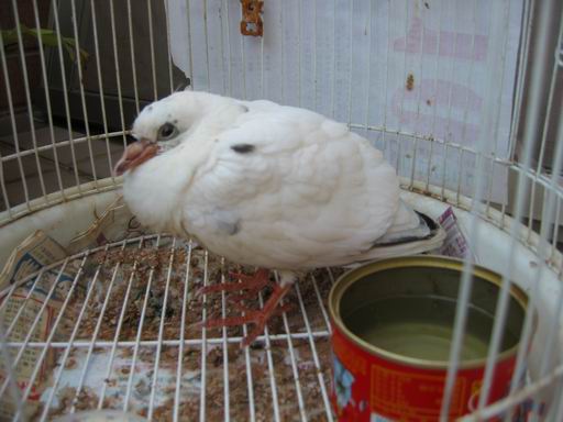 自來鳥照片1