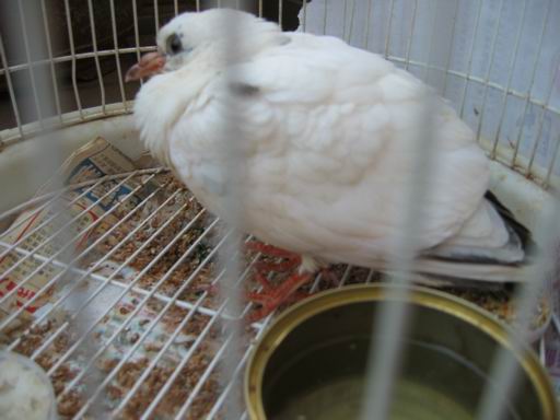 自來鳥照片2